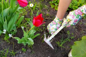 Looking After Your Garden This Winter